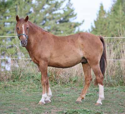 KHH Cleo 11yo, 14.2hh, Mare Cleo is a lovely solid build mare from the 2012 muster. She is a very sensitive mare and will be looking for a home with someone who has the time to spend with her.