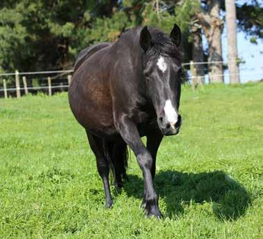 We are looking for sponsorship for Heather until she is handled and her foal weaned and she is ready to be rehomed.