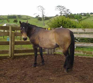 3hh, older Mare Rosie was saved by KHH from the 2014 muster, she was one of the last mare s left at the muster yards and didn t have a home so KHH took her on and she has since foaled down a lovely