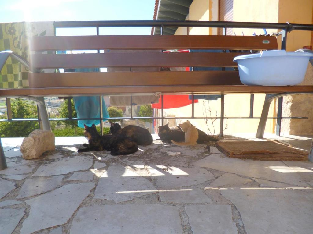 Cats, lying at the entrance of the refugio. General: in guidebooks it is stated that a pilgrim should take into account that hiking on the camino costs approximately 1.00 per km.( 1,60 per mile ).