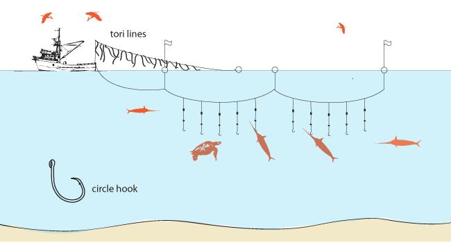 Purse Seining Uses large vertical nets to encircle a school of fish.