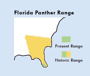 Panther range has been reduced Small population size Gene pool is