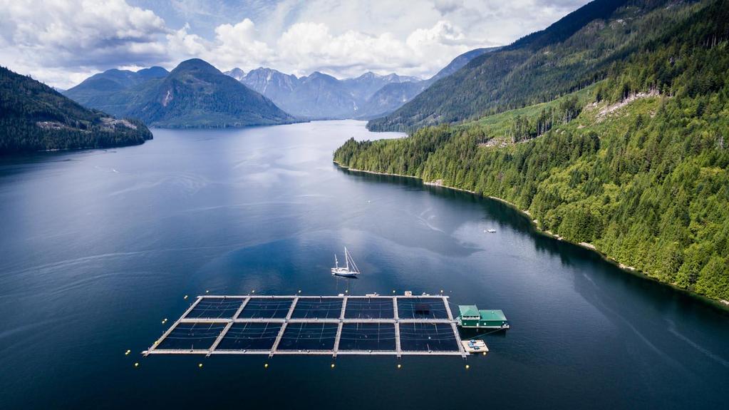 Salmon farms open-net pens in the ocean hold hundreds of thousands of fish almost always Atlantic salmon high