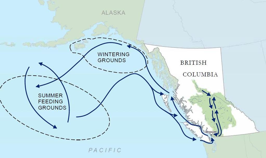 Salmon life cycle marine out-migration is a period of extremely