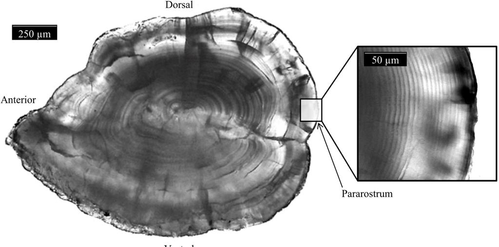 Fish otoliths (earstones) otoliths have annual growth rings (like trees) they also have daily