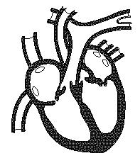Question Six [6 marks] The heart is the pump which pushes the blood around the body. A diagram of the heart is shown opposite. C D Three arrows indicating blood flow are shown on the diagram.