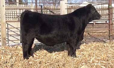 In the Yards - Denver 2017! Bulls available by Private Treaty Dandy Acres Southside 09 DOB: 02/27/2016 AAA 18571306 Tattoo: 09 Nichols Extra K205 K C F Bennett Southside AAA 16430862 Act. BW 76 lbs.