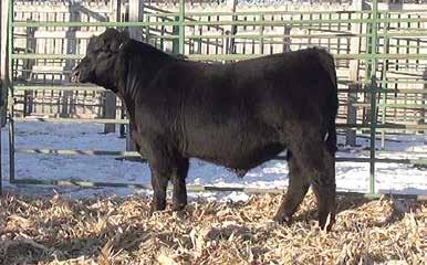 32 Big time herd sire prospect with a powerful EPD package and a great look. Dandy Acres Territory 10 DOB: 03/01/2016 AAA 18571307 Tattoo: 10 S Chisum 6175 Baldridge Territory Z068 AAA +17314957 Act.