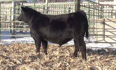 In the Yards - Denver 2017! Bulls available by Private Treaty Dandy Acres Counsel 13 DOB: 03/04/2016 AAA 18571313 Tattoo: 13 Connealy Consensus 7229 EXAR Counsel 1016B AAA 16832604 Act. BW 86 lbs.