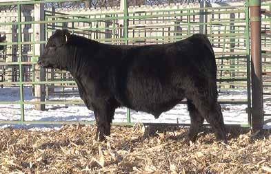 00 Calving ease bull with extra depth and muscle shape. Powerful cow family who s dam is headed to the donor pen.