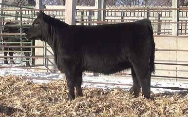 Farm Show Consignments - Dandy Acres Jestress 635 DOB:03/07/2016 AAA 18571312 Tattoo: 635 BSAR Opportunity 9114 BSF Opportunist Z5 AAA +17362715 BSF Princess EL Cap W2 Act. BW 87 lbs.