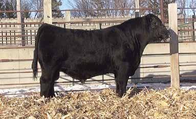 59 She sells at the 2017 Sioux Empire Farm Show in Sioux Falls, SD on January 25, 2017. Maternal sister to the 2015 Sioux Empire Farm Show Supreme Champion Bull.