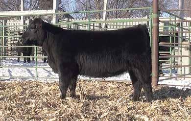 Farm Show Consignments - Dandy Acres Promptude 632 DOB:03/05/2016 AAA 18571310 Tattoo: 632 Connealy Consensus 7229 EXAR Counsel 1016B AAA 16832604 Exar Evas 71561 Act. BW 71 lbs.