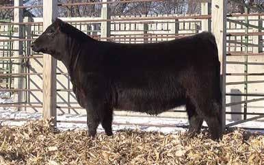 55 She sells at the 2017 Black Hills Stock Show & Rodeo in Rapid City, SD on January 30, 2017. Well balanced, wide hipped and bred for greatness. She is one to watch!