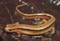 Culverts acting as barriers to salamander movement influence abundance, diversity and richness Northern two-lined salamander, Eurycea bislineata adult (above).