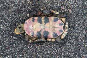 Road mortality is a major threat to Blanding s turtle populations Blandings Turtle - Species of Concern An individual may