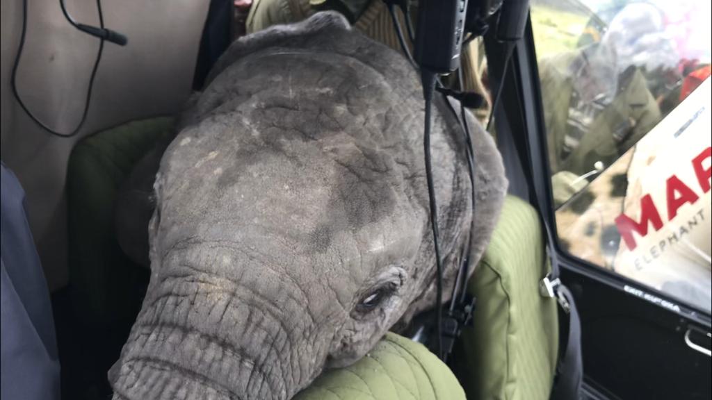 MEP July 2018 Report A 4th of July baby elephant rescue from the Mara to the DSWT elephant orphanage in Nairobi. Our second pachyderm passenger in the R44 Robinson helicopter.