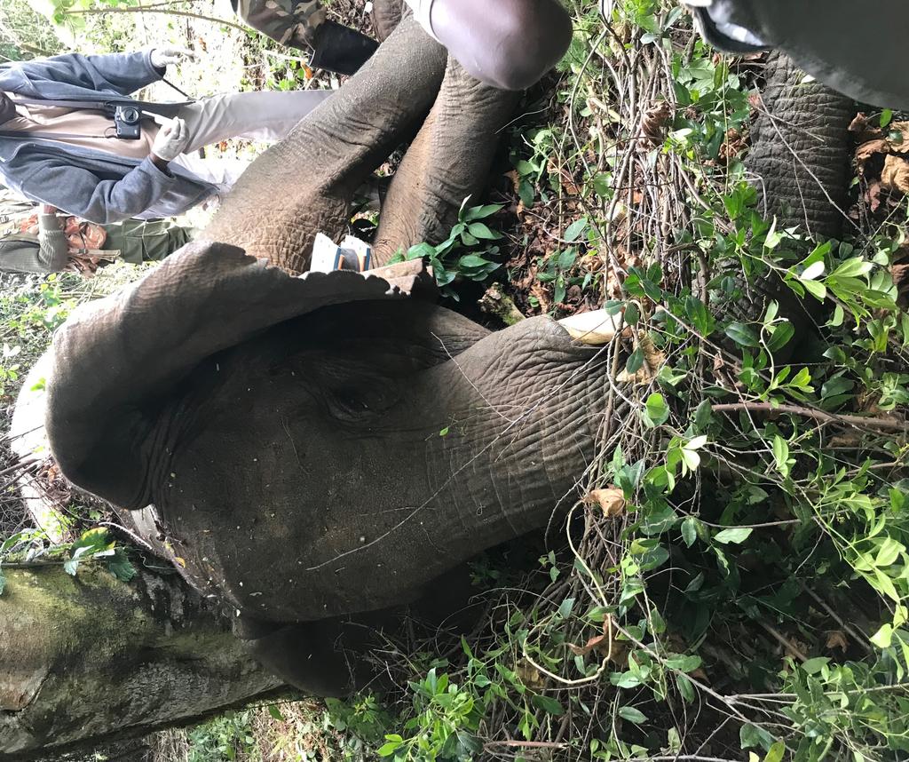 Collared elephant Bettye in the southwestern Mau Forest.