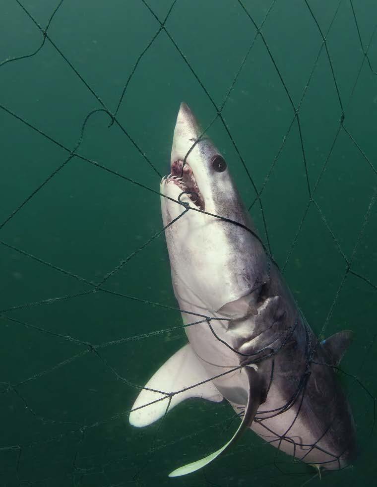 THE END OF THE GREAT PREDATORS Between 50 and 100 million sharks are killed each year. Often, they are caught by fishermen, their fins are cut off, and they are thrown back in the sea alive.