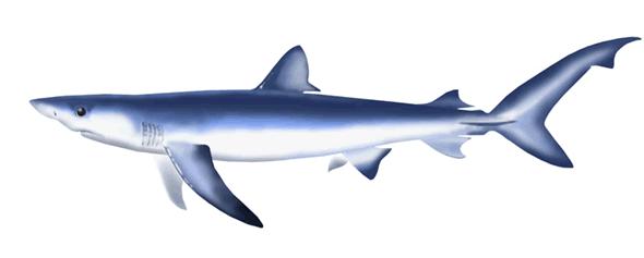 ISC/14/SHARKWG-1/03 Age and Sex Specific Natural Mortality of the Blue Shark (Prionace glauca) in the North Pacific Ocean Joel Rice a & Yasuko Semba b a Oceanic Fisheries