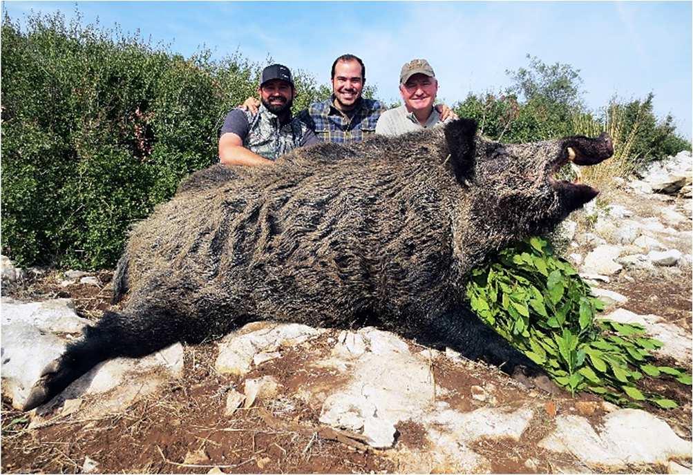 ANATOLIAN WILD BOAR Male wild boar can grow very large, up to 300 kg with the rich feeding all year round. Male wild boar may live up to 15 years of age and can grow long tusks up to 30 cm.