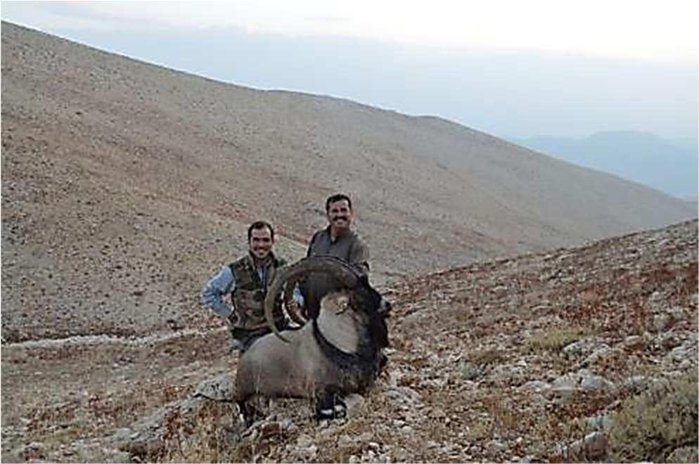 NEMRUT IBEX (HYBRID) Hybrid Ibex is a cross-breed between Bezoar Ibex and the domestic goat, which is, recognized a s a subspecies by both Grand