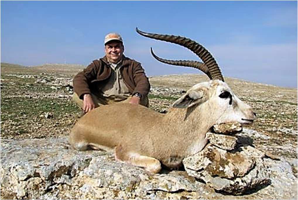 ANATOLIAN MOUNTAIN GA- ZELLE HUNT The Anatolian Mountain Gazelle has been very recently opened for Hunting after being protected for over 40 years.