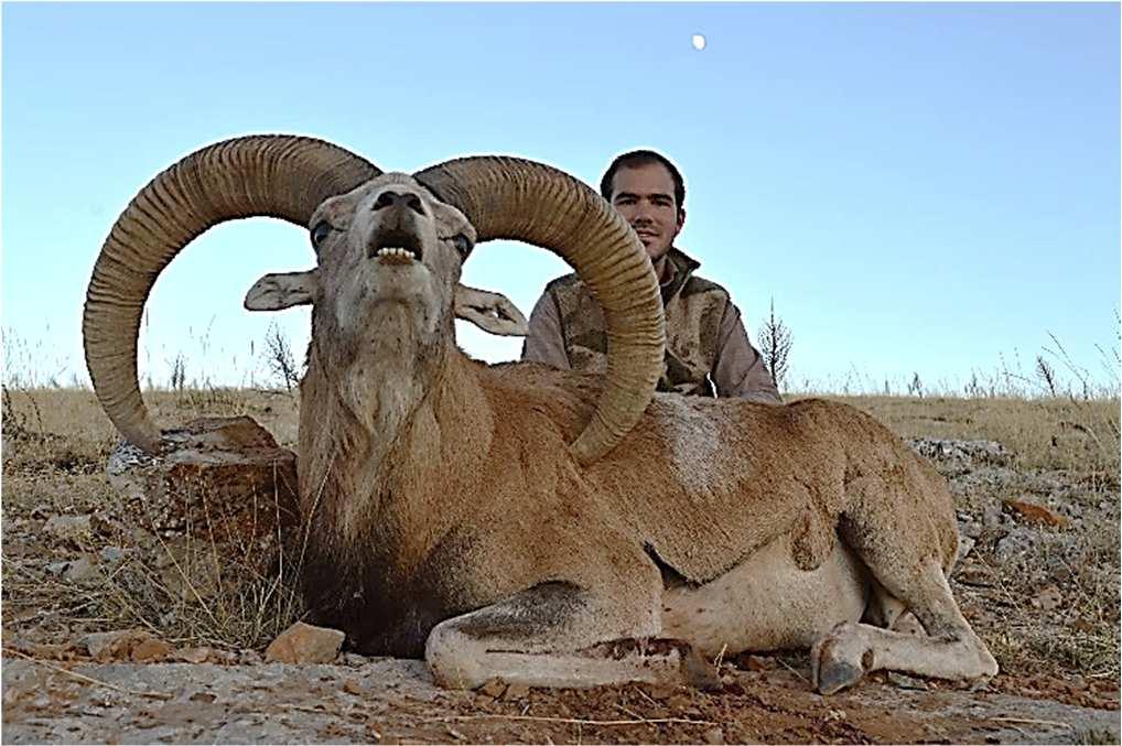country and it is perhaps the most valuable and rarest sheep in the World. They organize only few hunts a year as licenses are very limited.