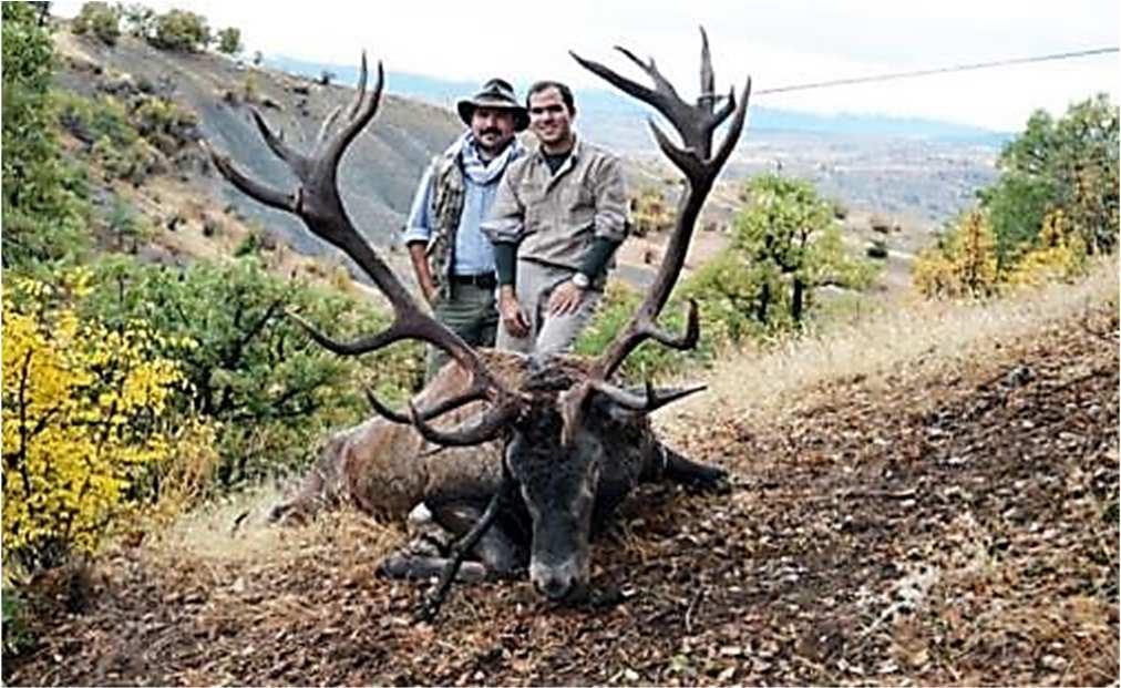 ANATOLIAN RED STAG HUNT The Anatolian Red Deer is one of the biggest free-ranging wild deer specie in Europe. This stag is found throughout our country and lives in areas with healthy population.