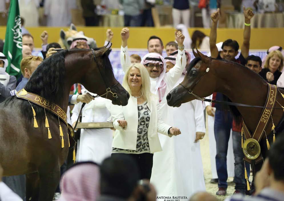 Emerald J &Gallardo J Our 2 homebred stallions winning the Gold Champion Junior & Senior Medal at the Dubai International Arabian Horse Festival in March 2015, in excellent cooperation with Al Muawd