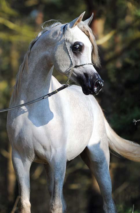 Mississippi J (QR Marc x Magnificient Lady J was named Silver Champion Junior Filly.