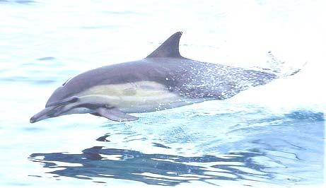 Common dolphins are usually found in large herds of hundreds. They are extremely active and fast moving and are noted for riding waves of boats.