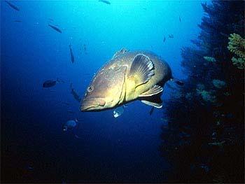 Dusky grouper The dusky grouper is present in the whole of the Mediterranean.