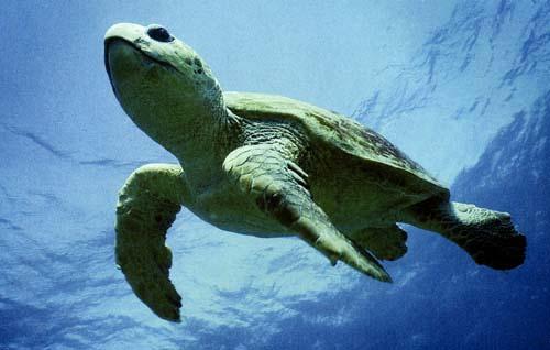Loggerhead Turtle - We threatened reptiles live in the