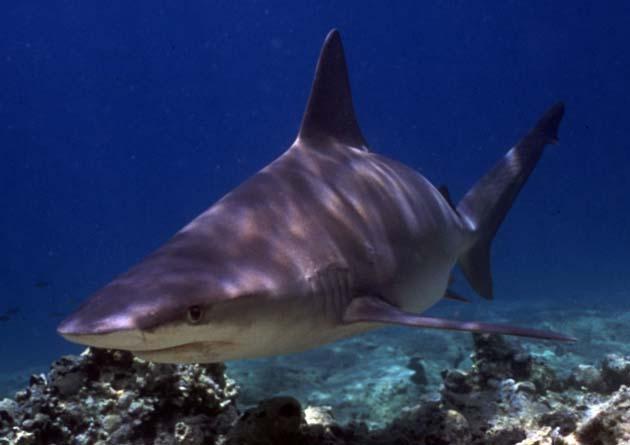 In total, 30 species of sharks, rays and chimaeras are threatened with extinction in the region, of which thirteen are