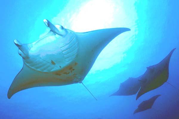The giant devil ray, which occurs primarily in the Mediterranean, is considered to be endangered.