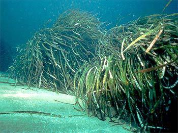 Poseidonia It is a slow-growing submerged marine flowering plant (not an alga), which forms vast underwater beds of thick meadows