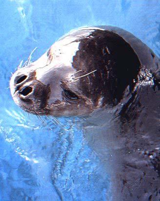 Monk Seal -The Mediterranean monk seal was first