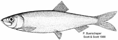 Stock Status Report 24/23 Southern Gulf of St. Lawrence (4T) Herring Background Herring are a pelagic species which form schools during feeding and spawning periods.