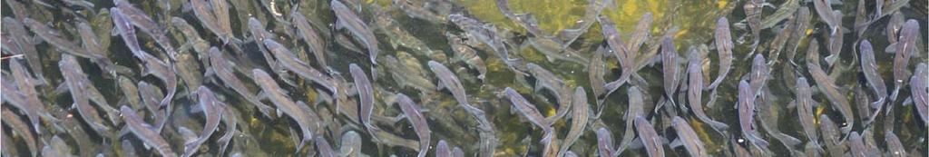 River Herring Bycatch Avoidance in Small Mesh Fisheries (MA) University of Massachusetts Massachusetts Award Amount... $305,640 Grantee Match.