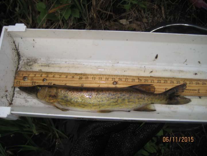 III. Results A total of 32 river herring observations were recorded, with 28 observations occurring downstream of the dam, and 4 occurring upstream of the dam.