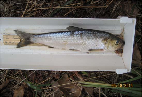 Eleven river herring were found dead in the nets. Ten of these were snagged in the wings, (six of those were found on 5/2), and one fish died from what appeared to be a predation attempt.