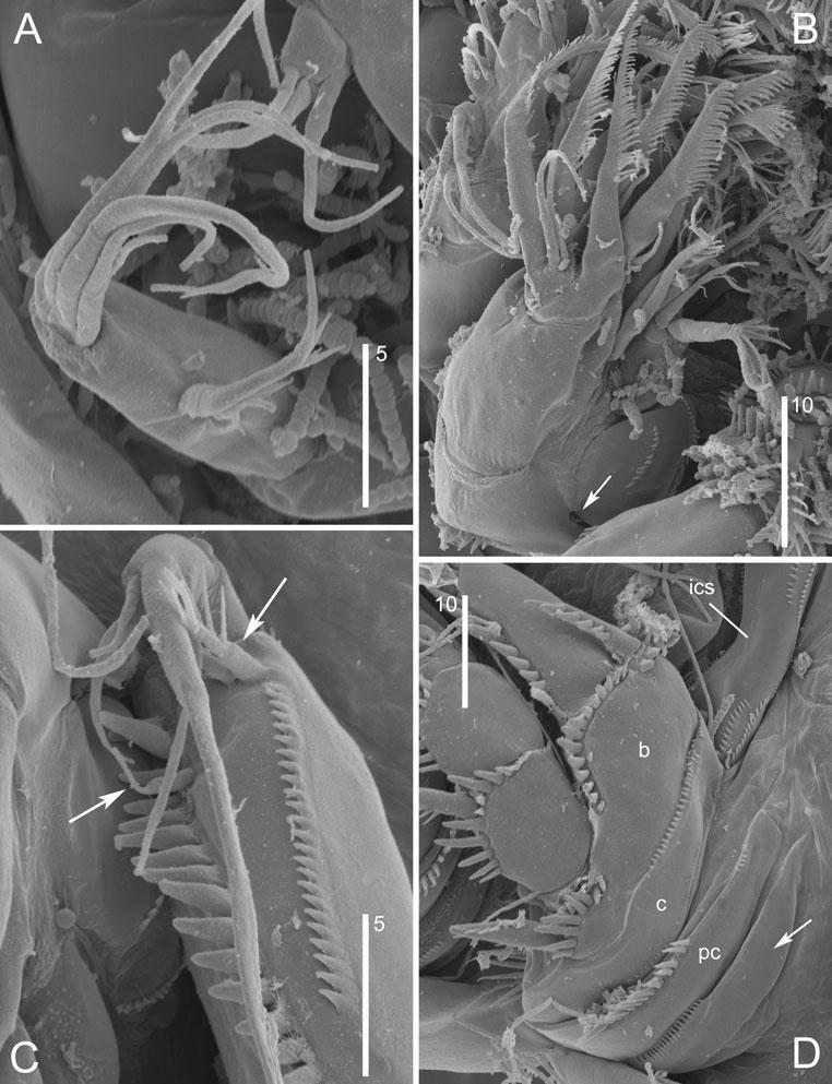 SYNONYMY OF LATIREMUS AND DELAMARELLA 275 Figure 9. Delamarella obscura sp. nov. SEM micrographs. Female.