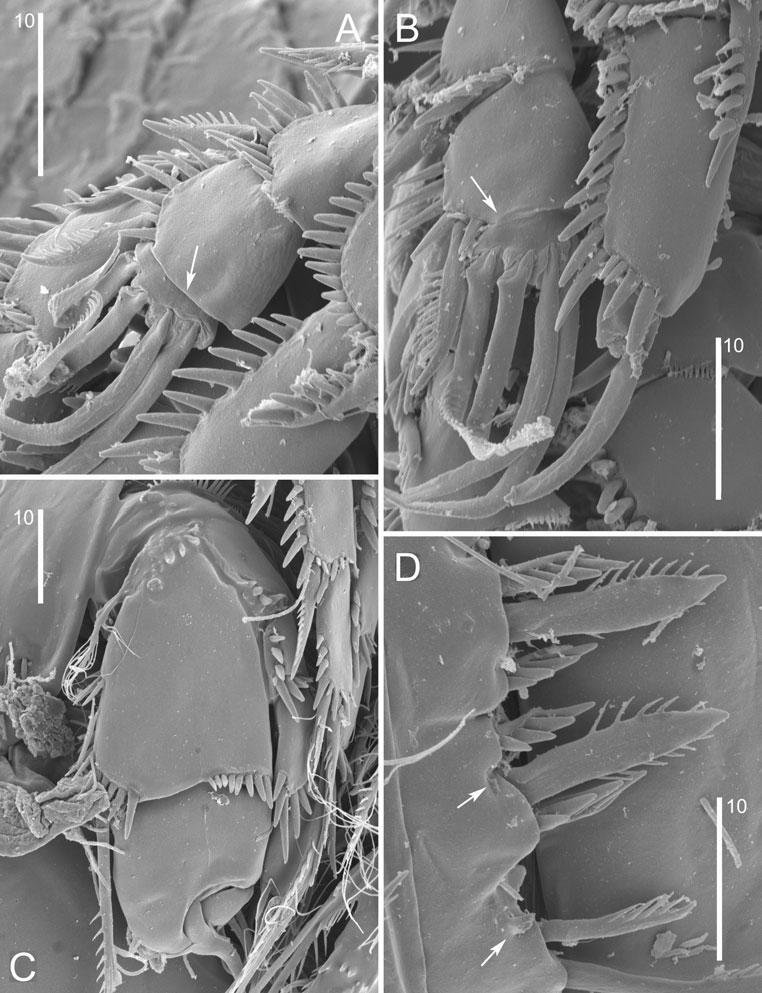 276 R. HUYS ET AL. Figure 10. Delamarella obscura sp. nov. SEM micrographs.