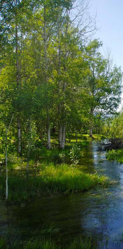 Live Water: There are three distinct waterways on Teton Darby Ranch include the Teton River, Darby Creek and Dick Creek.
