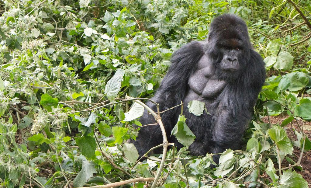 These social apes and their large appetites may have you observing youngsters playing, the silverback eating by stripping leaves from huge branches, friendly grooming between pals, or tiny babies