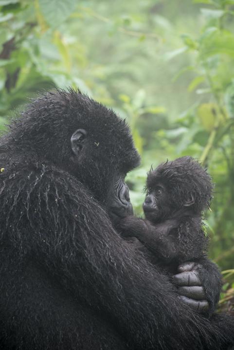 Mountain gorilla mother and baby Tom Murphy Aug 23 ~ Drive to the Virunga Mountains Meet our local guide at the hotel and then set off on a 2.