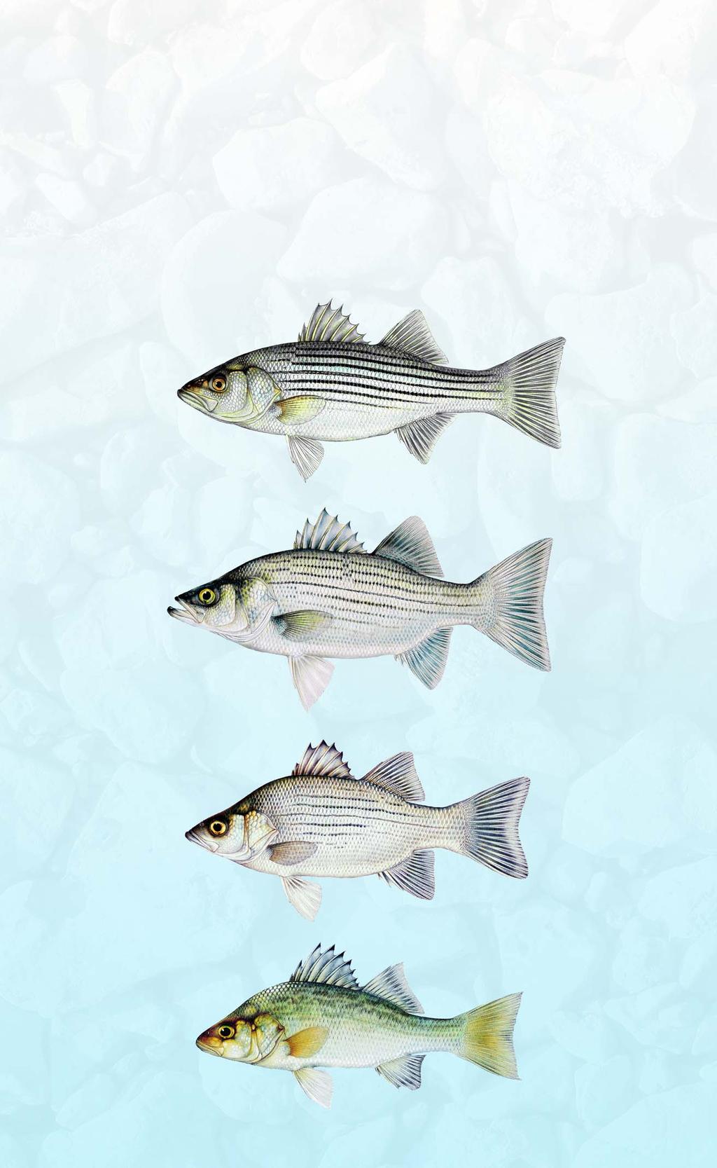 Identification of Striper, Wiper, White Bass, and White Perch Similar appearances, varying length and creel limits, and the recent appearance of the aquatic nuisance species, the white perch, make