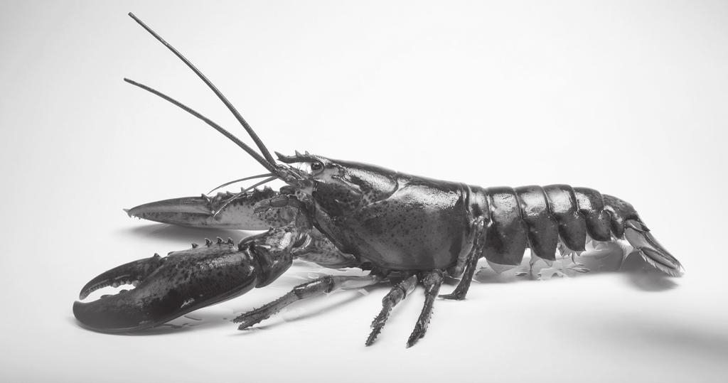 6 3 Fig. 3.1 shows a northern lobster, which is an important seafood export for south west Nova Scotia, Canada. Fig. 3.1 Northern lobsters are a cold water species that live in burrows and crevices in a rocky substrate.