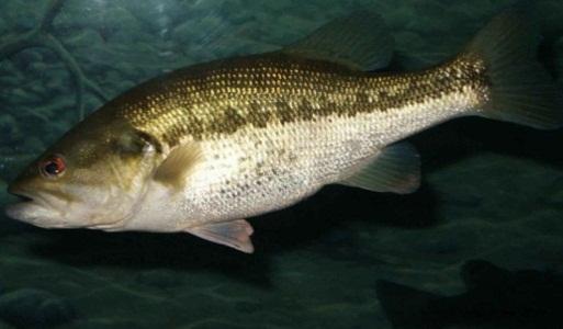 Panfish are generally more common than game fish and include bluegill, crappie, white bass and other smaller species that are also popular with anglers.